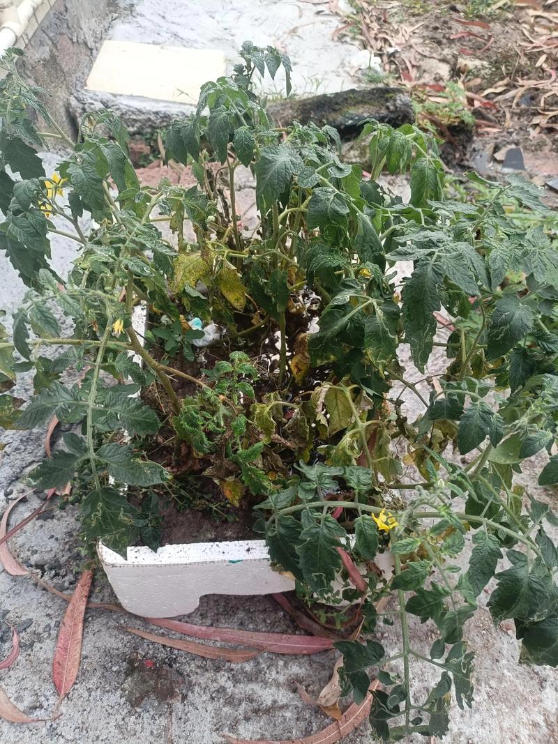 梦见自家菜苗被偷是什么征兆？预示着什么不好的事情发生？