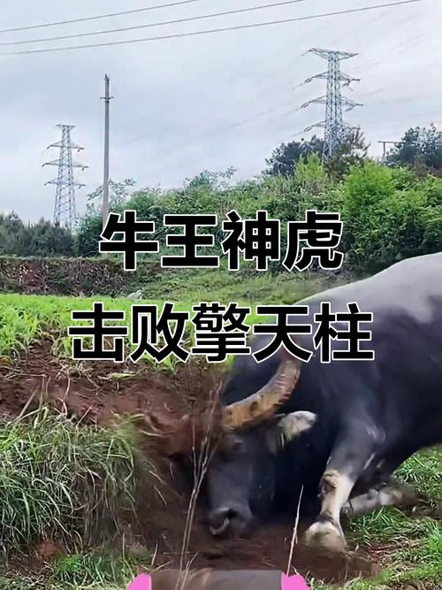 牛王与擎天柱的霸气绰号叫什么？能否赐名擎天牛王？