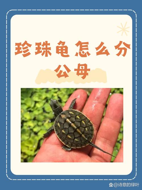 珍珠龟算风水龟吗？风水龟是活物吗？