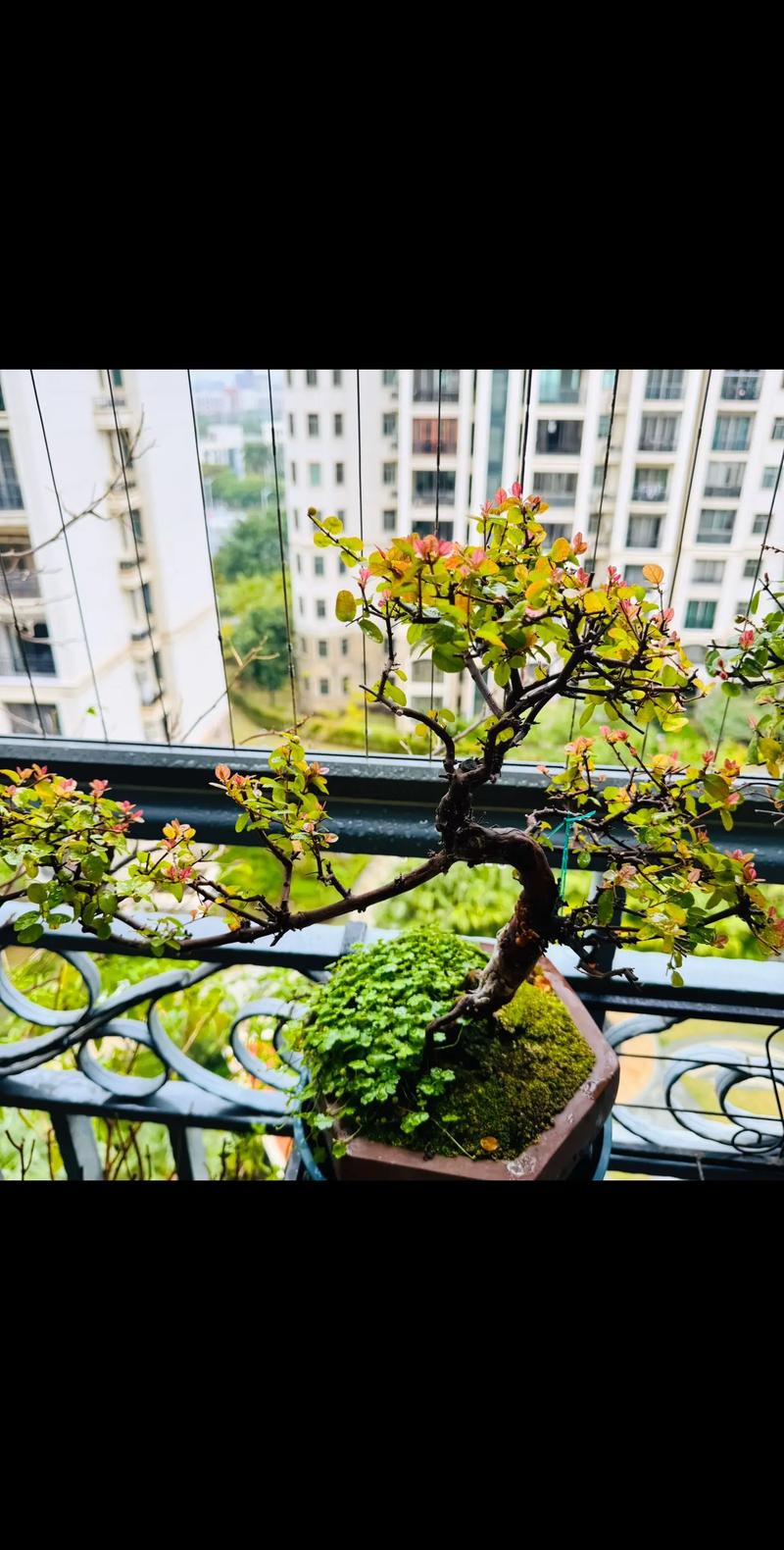 盆景雀梅的寓意及其独特之处究竟包含哪些深刻的文化内涵？