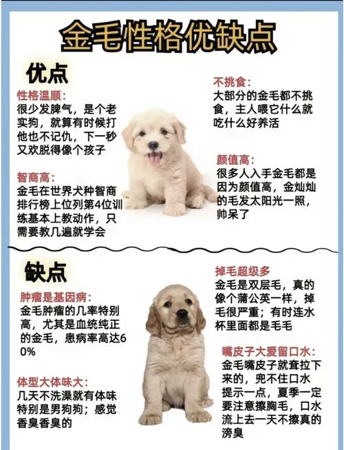 自来狗的预兆风水和十大忌讳有哪些注意事项？