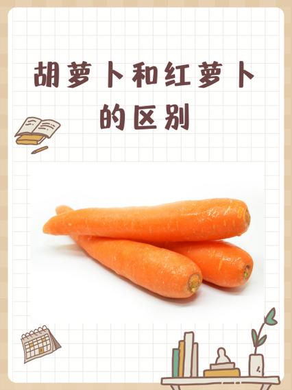 萝卜和爱吃胡萝卜的人分别属于哪个生肖？