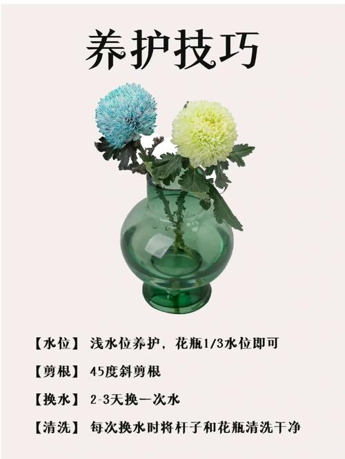 牡丹菊花搭配的寓意究竟有哪些深层含义？
