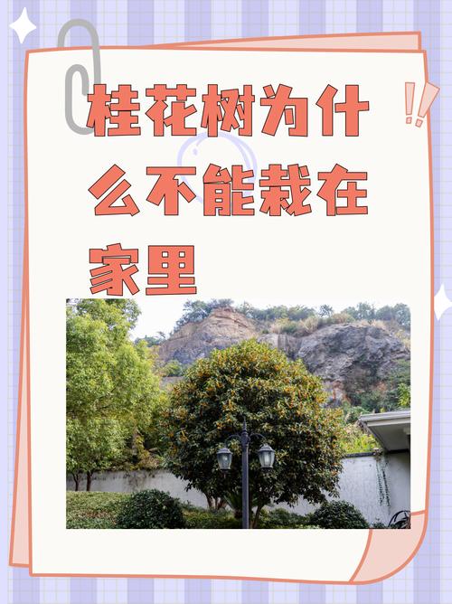 为什么俗语说门前不栽桂花树，难道门前的桂花树有什么讲究吗？