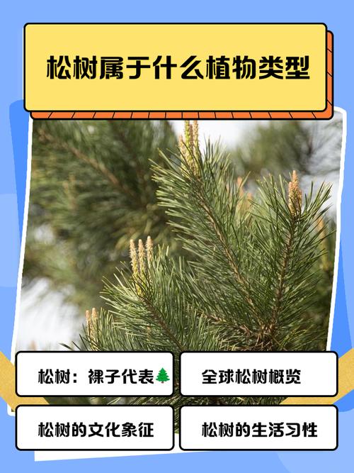 松树的五行属性究竟属于哪一类？五行中的金木水火土，松树对应的是哪一个？