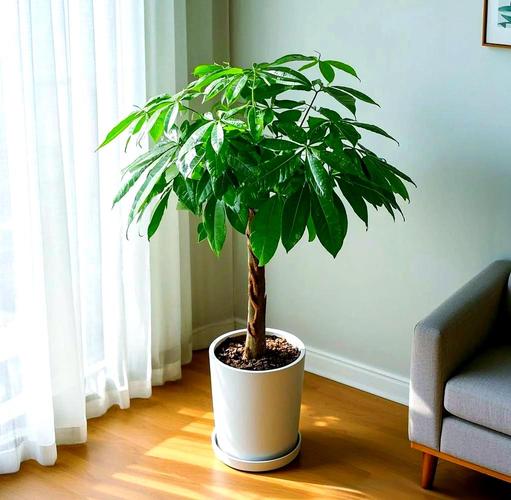 招财树摆放的蕞佳位置是哪里？