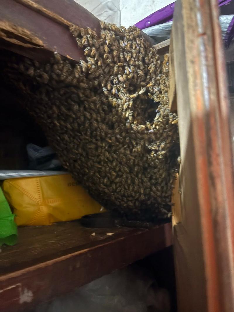 家里突然来了蜜蜂，这究竟是什么风水寓意呢？