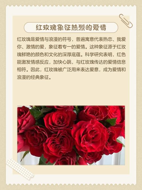 女人梦见玫瑰花预示着什么吉凶？