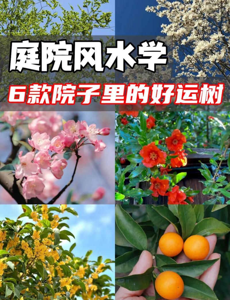 院子里种什么树既符合风水又有利于财运增长？