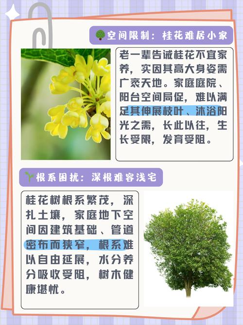 为什么俗语说门前不栽桂花树，难道门前的桂花树有什么讲究吗？