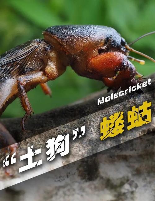 任劳任怨的动物是哪种？请告诉我这个勤劳不懈的动物的名字。