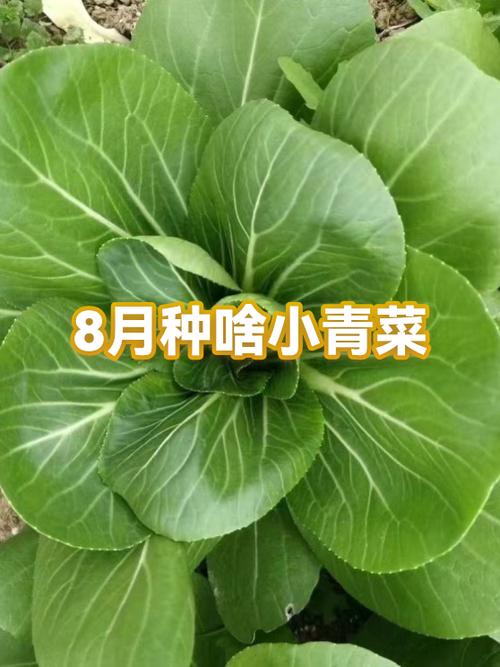 孕妇梦见绿色青菜是什么吉凶预兆？