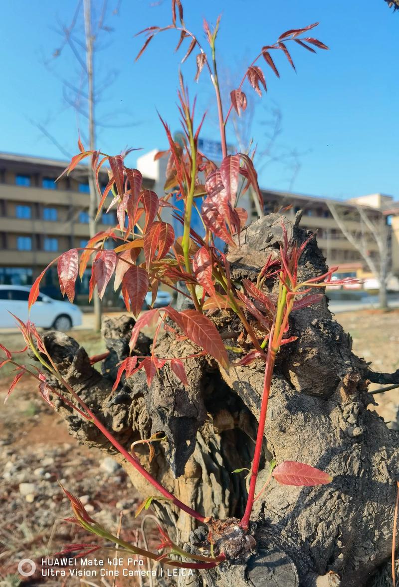 老树发新芽枯木又逢春，这种现象在植物界中意味着什么？