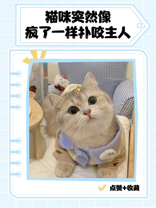 梦见猫扑咬自己或被咬，预示着什么不祥的征兆或即将发生什么不幸？