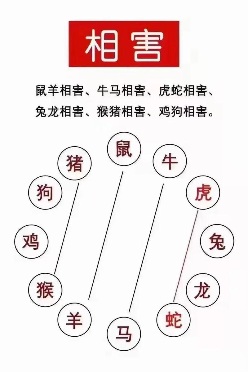 属相相刑具体指的是什么？在十二生肖中，哪些组合会相刑？