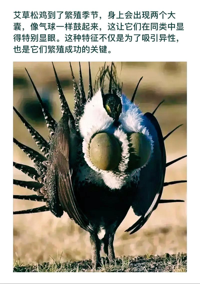 眼高手低的现象，究竟属于哪种动物的行为特征？