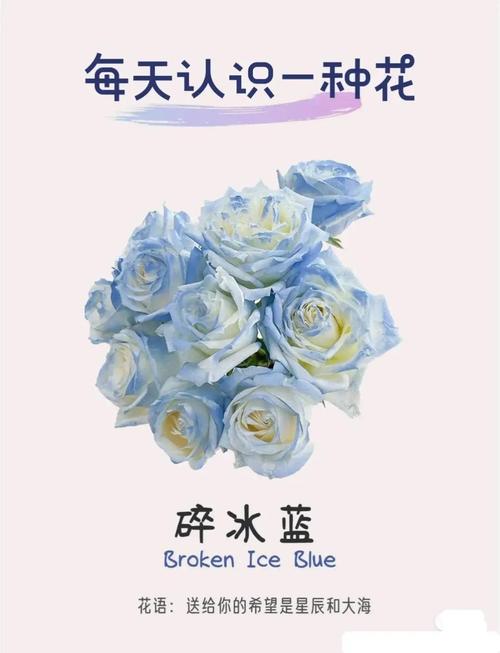 冰蓝白玫瑰的寓意究竟象征着什么美好的情感或品质？