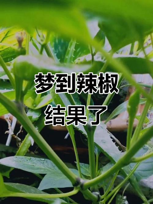 梦见摘辣椒预示着什么？周公解梦中的摘辣椒有何特殊含义？