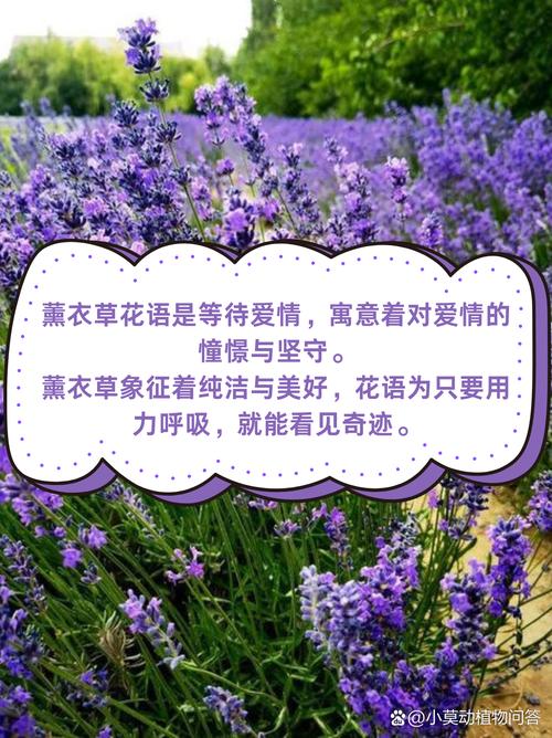 薰衣草的花语和寓意具体是什么？