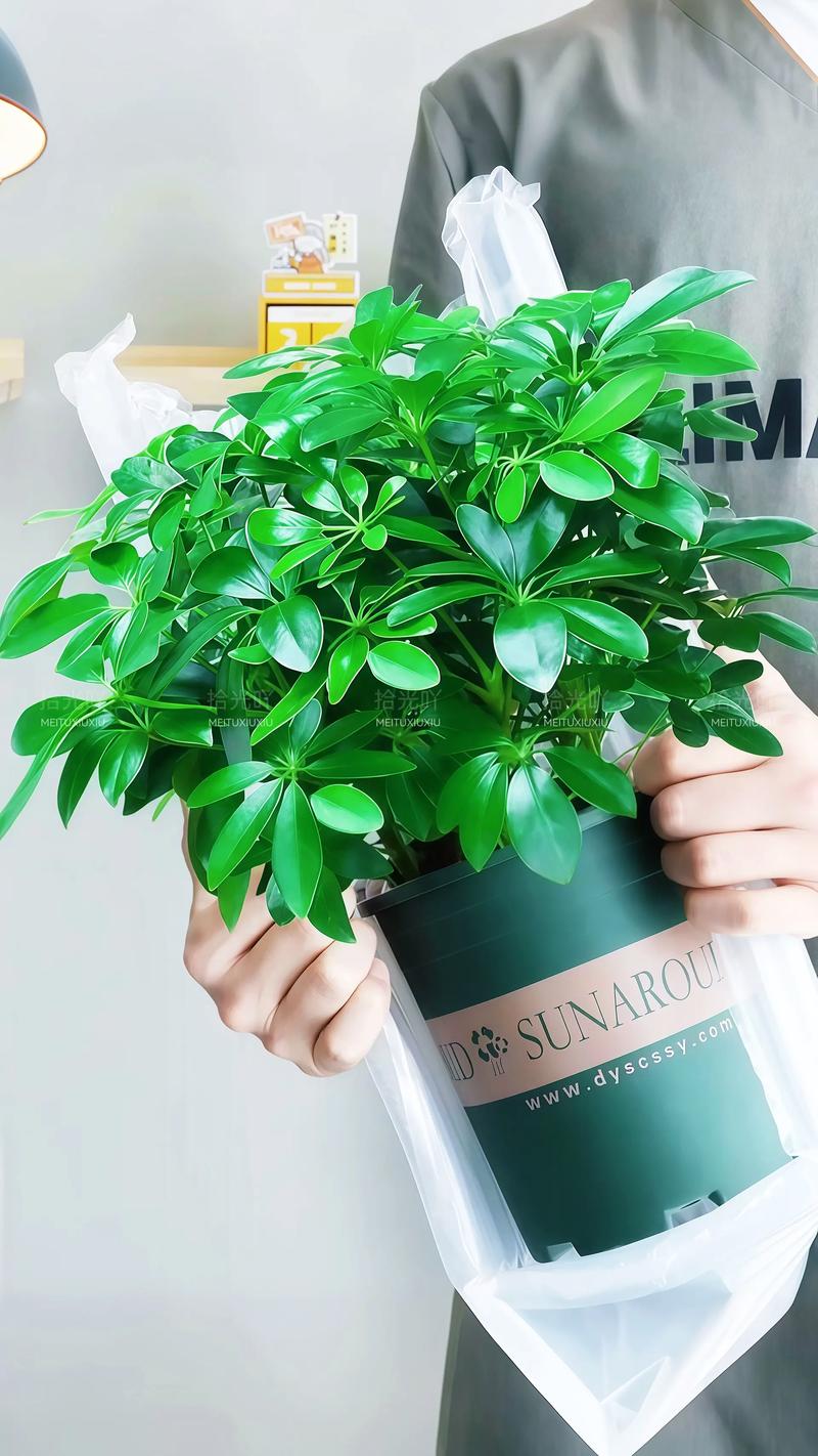 属牛人养什么植物最有利于招财进宝？