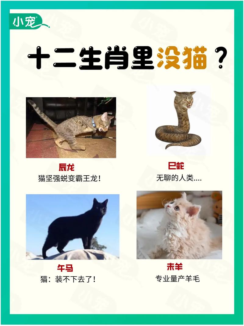 为什么在我国传统的十二生肖中，可爱机智的猫咪没有被纳入其中呢？