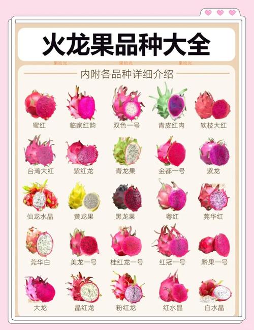 奇异果和火龙果分别是什么水果？