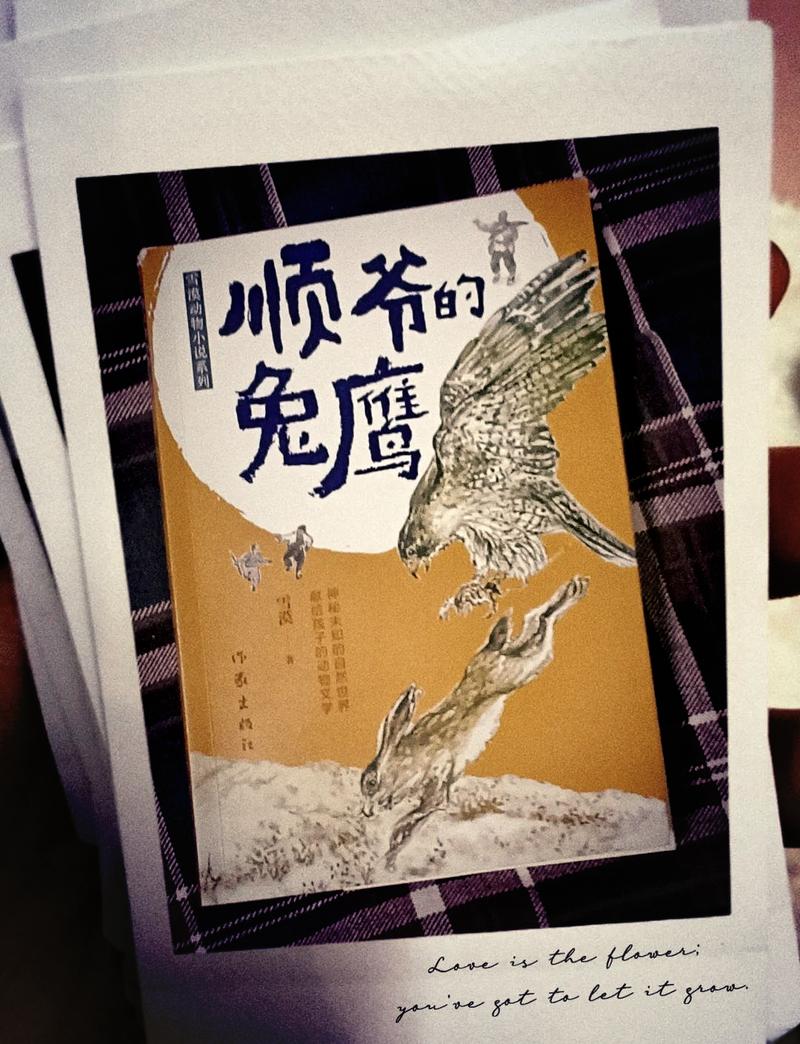 属兔的人适合养什么动物，嫩否纹个鹰作为？