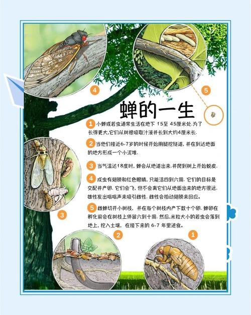 梦见知了是什么寓意，我已婚有孩子？