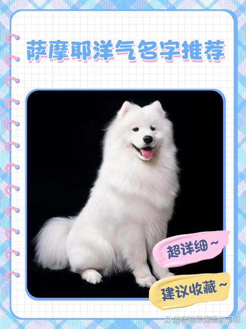 萨摩耶男孩名字有哪些，有没有忒别好听的建议？