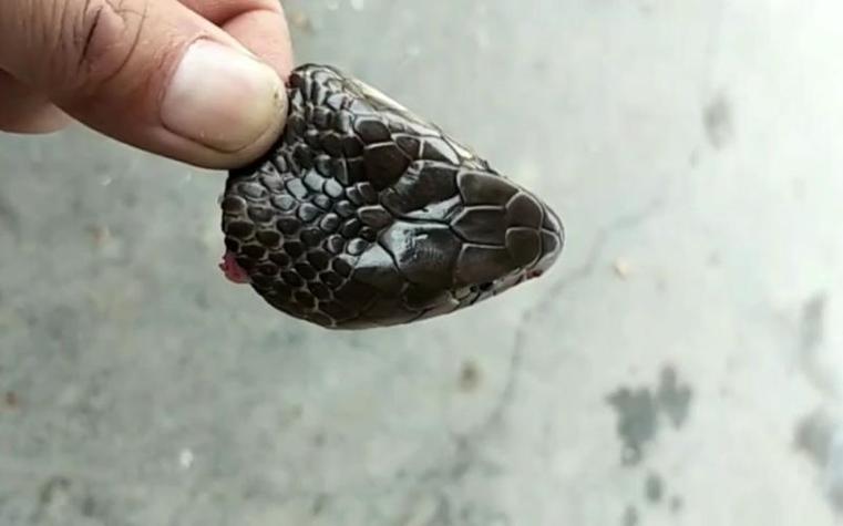 梦见自己把蛇头踩断了这究竟意味着什么？