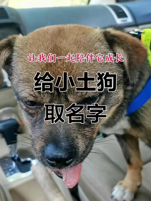 土狗取名有什么好的名字大全推荐吗？