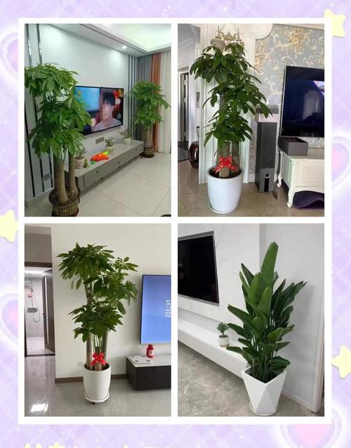 羊年客厅适合摆放哪些风水植物？