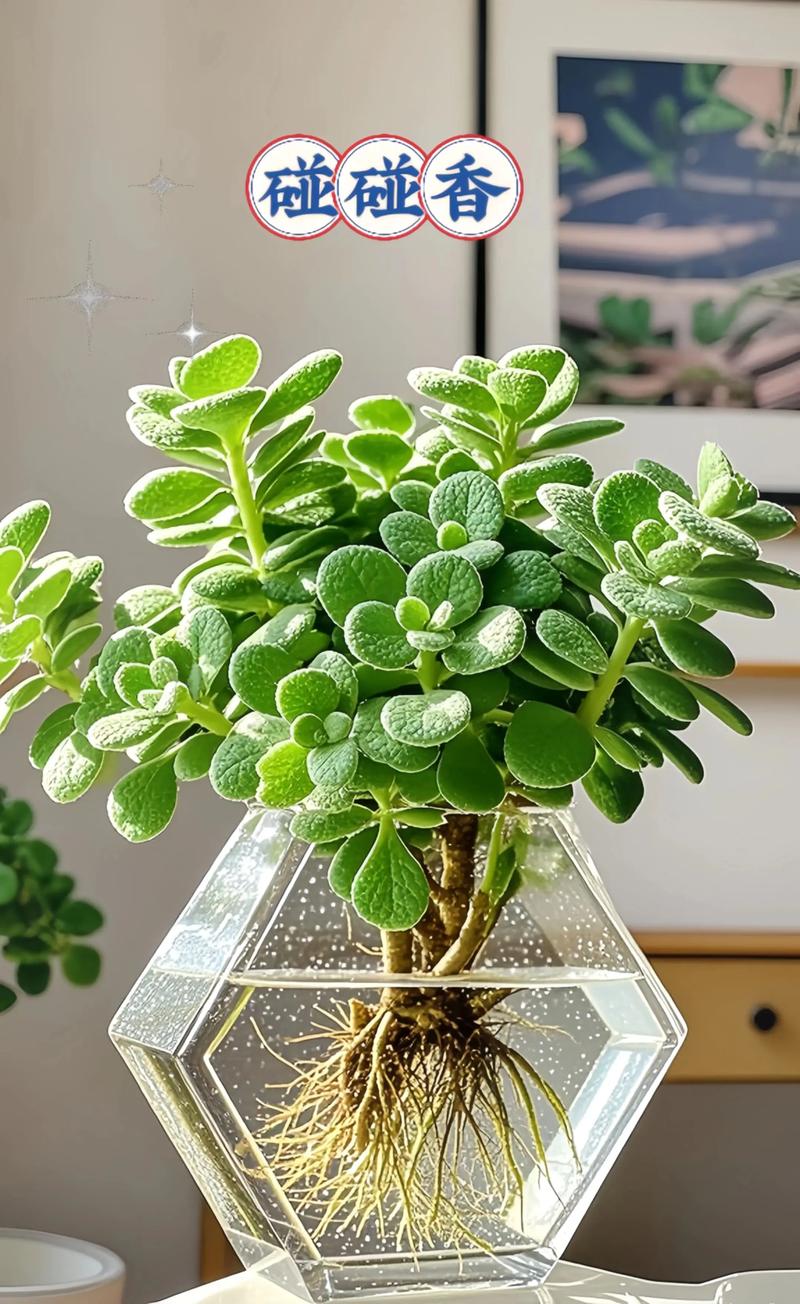 一抹香是否适合作为属猪人的家居植物？