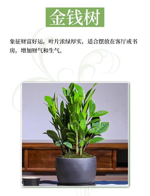 卧室摆放哪种植物既能旺财又有利于健康？