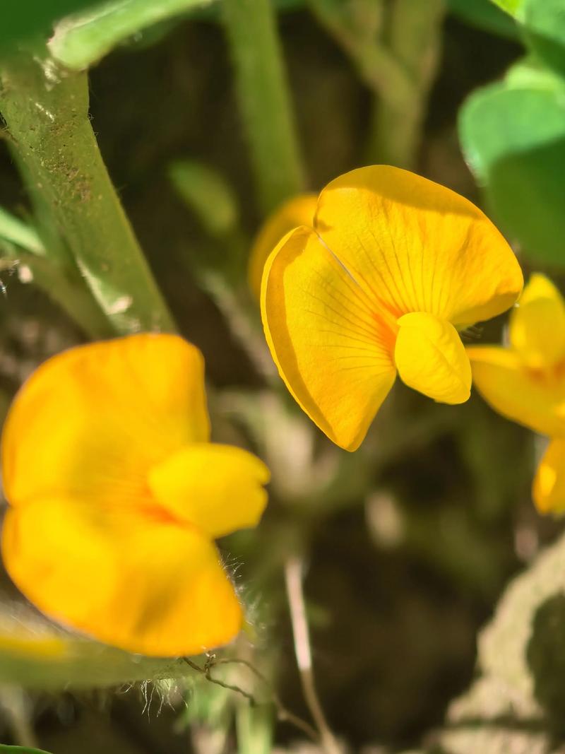 落花生偷偷地开花，这是什么植物的特殊习性？