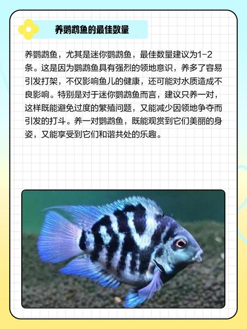 风水鱼养几条鹦鹉鱼最旺财？是单条还是多条？