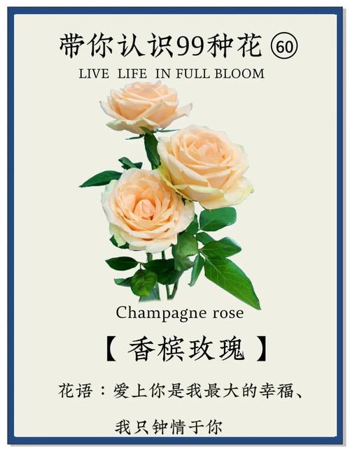 哪种花被广泛认为是爱情的象征？