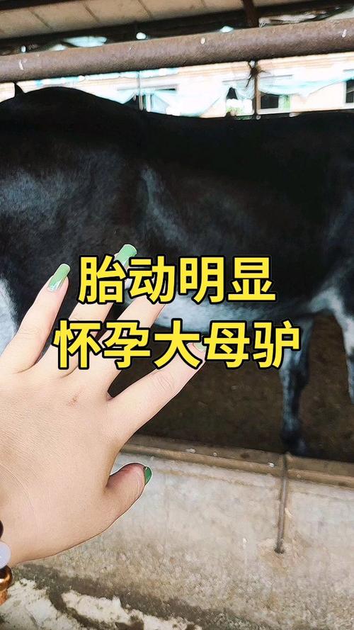 女人梦见驴是预示着胎梦吗？这胎梦驴有什么忒别的预兆呢？