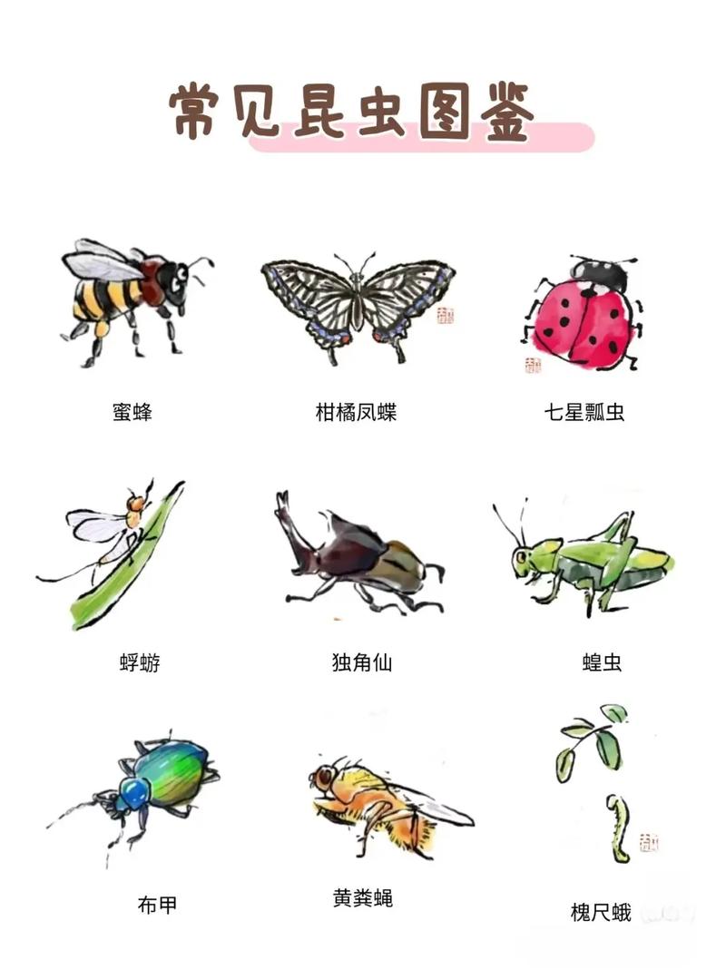 世界上有哪些昆虫名字可以组成一个呢？