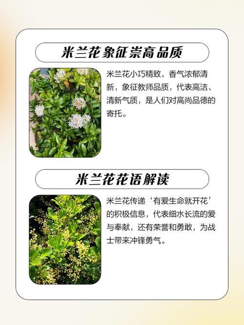 米兰花象征着什么它有什么特别的寓意，尤其是对老师的象征意义？