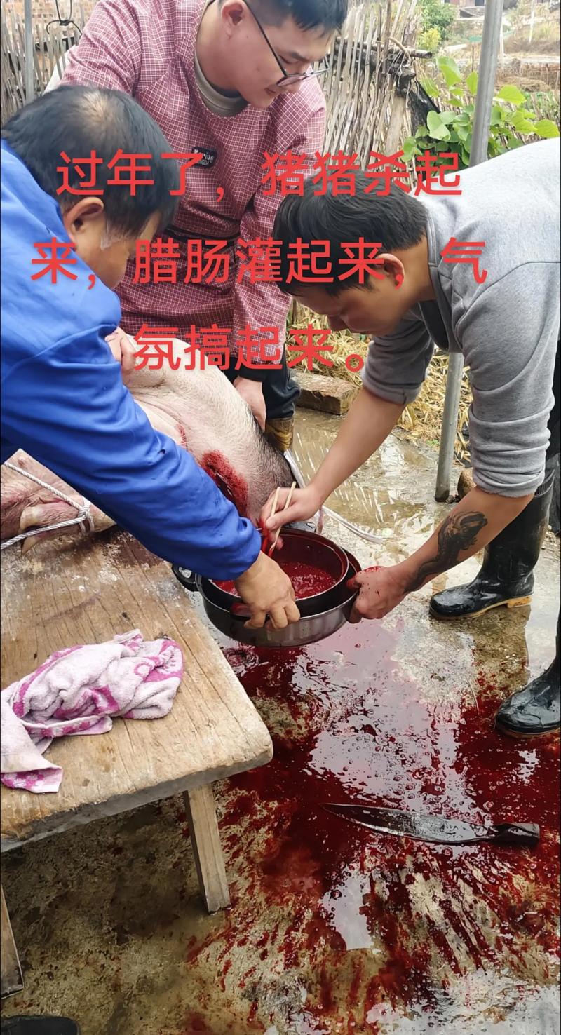 孕妇梦见杀猪杀鸭是什么预兆？预示着什么特殊含义？