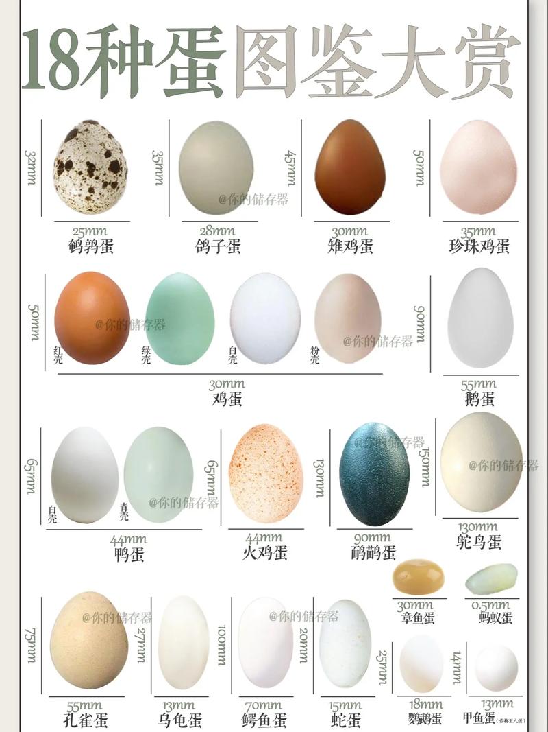 世界上有哪些著名的蛋的名称？