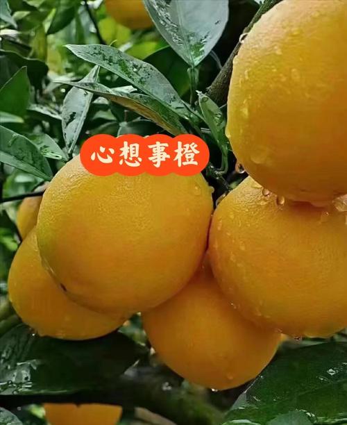 孕妇梦见买橙子是什么预兆或含义？