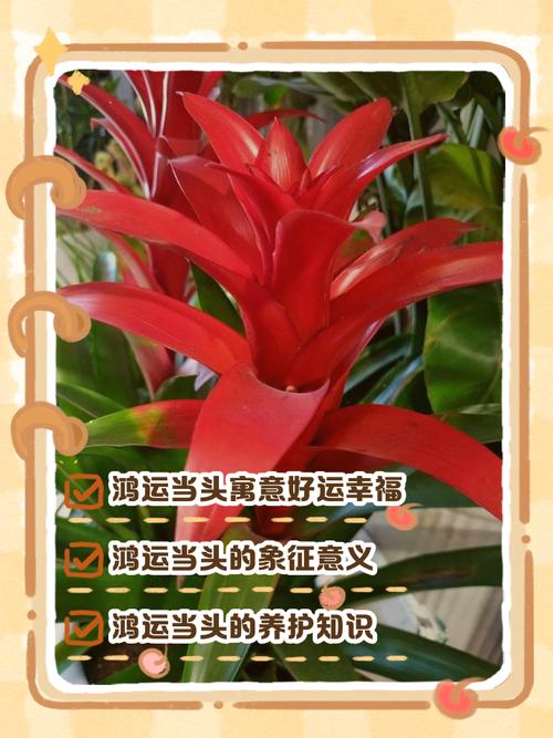 鸿运当头的寓意和象征分别是什么？它的含义具体指什么？