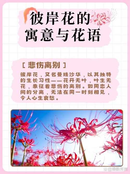 曼珠沙华和曼陀罗华的花语分别是什么它们有什么特殊的寓意吗？