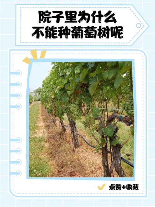 为什么葡萄树下会隐藏致命隐患，为何家中不宜种植葡萄树？