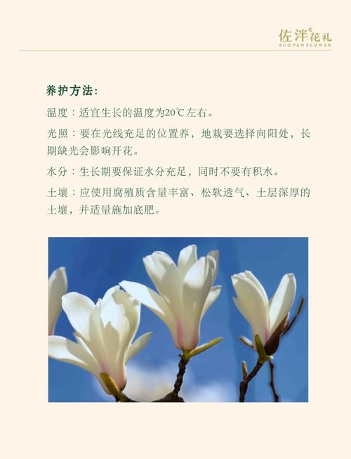 白玉兰花的寓意和象征具体代表什么深层含义？