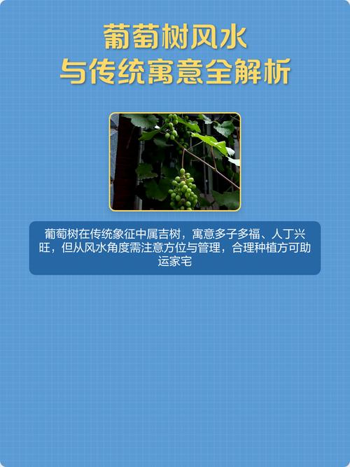葡萄风水种植葡萄树时有哪些风水宜忌需要注意？