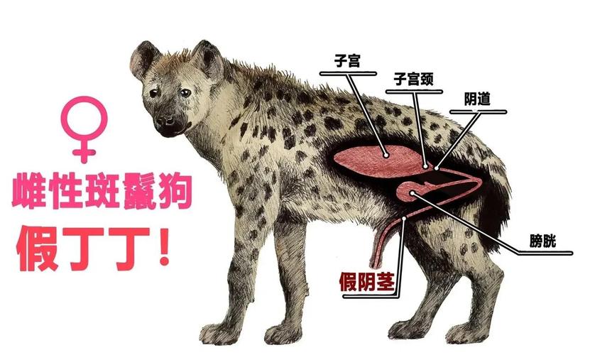 哪个性生肖动物以霸道横行为其特征？