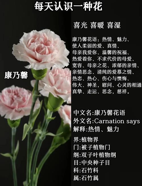 康乃馨的风水作用有哪些？它对家居风水是否具有吉祥寓意？